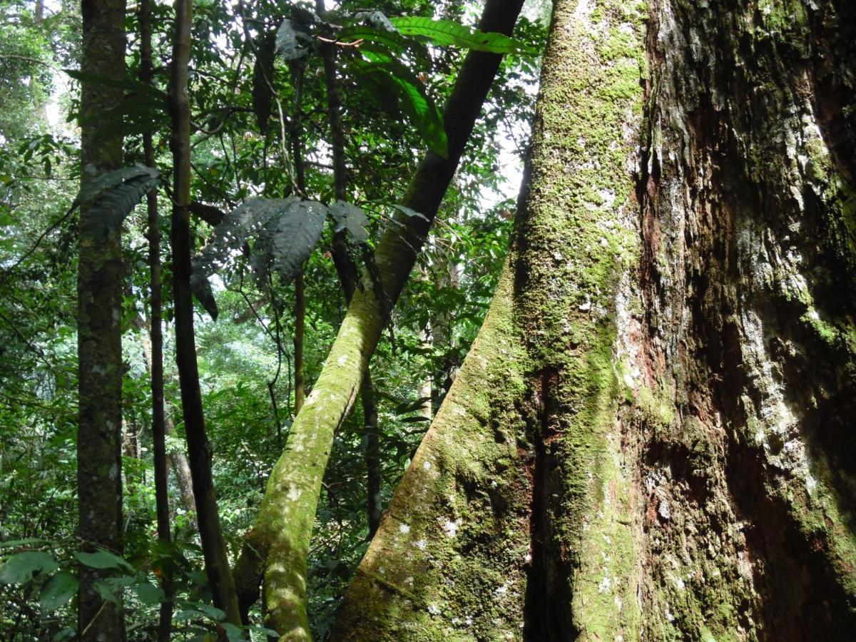 Ambow Homestay Jungle Trekking & Village Tour Букит-Лаванг Экстерьер фото